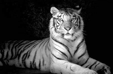 - Tigre -